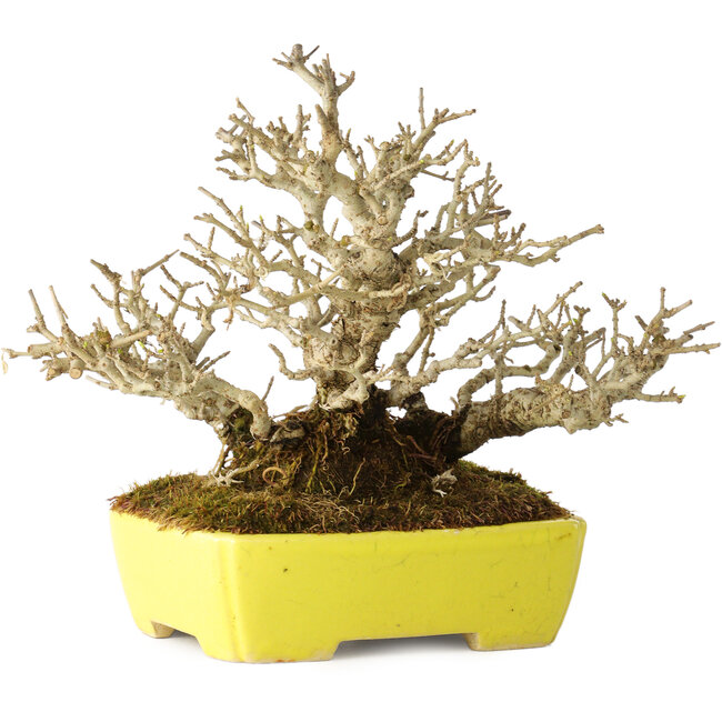 Ligustrum, 17 cm, ± 25 ans, avec une taille de shohin et une ramification exceptionnellement bonnes, dans un pot japonais fait main par Shibakatsu