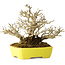 Ligustrum, 17 cm, ± 25 years old, with an exceptionally good shohin size and ramification, in a handmade Japanese pot by Shibakatsu
