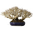 Ligustrum, 18 cm, ± 30 jaar oud, in een handgemaakte Japanse pot en met een uitzonderlijk goede shohin-maat en vertakking