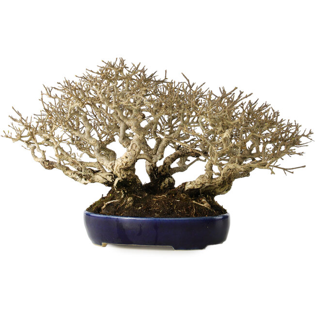 Ligustrum, 18 cm, ± 30 anni, in un vaso giapponese fatto a mano e con una dimensione shohin eccezionalmente buona e ramificazione