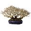 Ligustrum, 18 cm, ± 30 jaar oud, in een handgemaakte Japanse pot en met een uitzonderlijk goede shohin-maat en vertakking