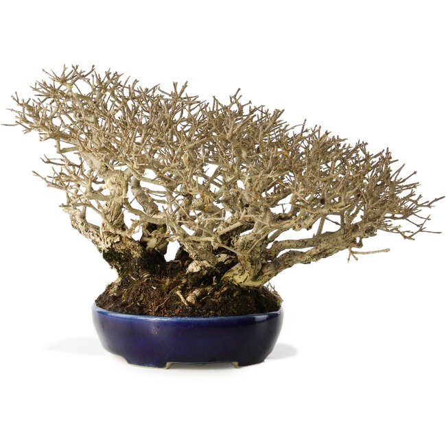 Ligustrum, 18 cm, ± 30 jaar oud, in een handgemaakte Japanse pot en met een uitzonderlijk goede shohin-maat en vertakking