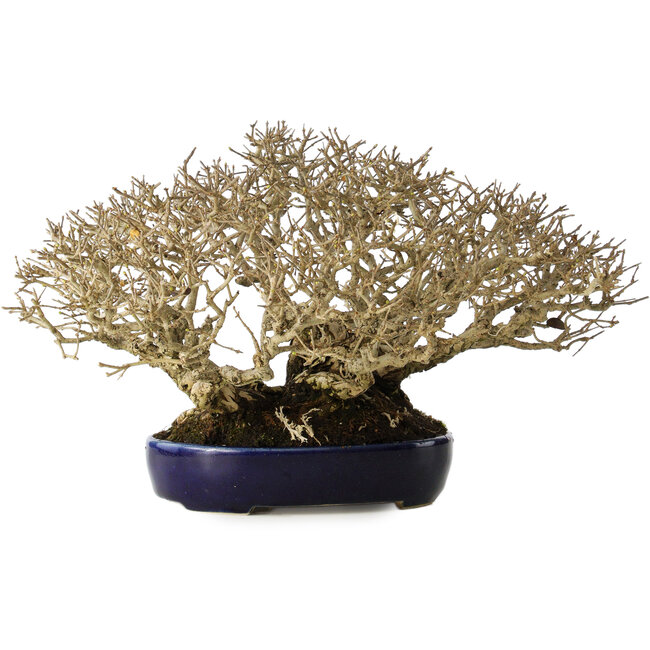 Ligustrum, 18 cm, ± 30 anni, in un vaso giapponese fatto a mano e con una dimensione shohin eccezionalmente buona e ramificazione