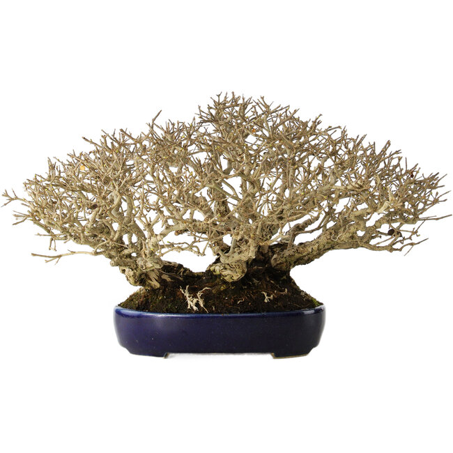 Ligustrum, 18 cm, ± 30 jaar oud, in een handgemaakte Japanse pot en met een uitzonderlijk goede shohin-maat en vertakking