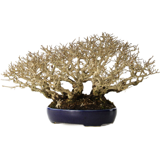 Ligustrum, 18 cm, ± 30 anni, in un vaso giapponese fatto a mano e con una dimensione shohin eccezionalmente buona e ramificazione