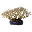 Ligustrum, 18 cm, ± 30 ans, dans un pot japonais fait main et avec une taille et une ramification shohin exceptionnellement bonnes