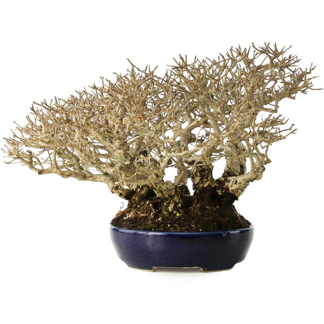 Ligustrum, 18 cm, ± 30 anni, in un vaso giapponese fatto a mano e con una dimensione shohin eccezionalmente buona e ramificazione