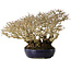 Ligustrum, 18 cm, ± 30 jaar oud, in een handgemaakte Japanse pot en met een uitzonderlijk goede shohin-maat en vertakking
