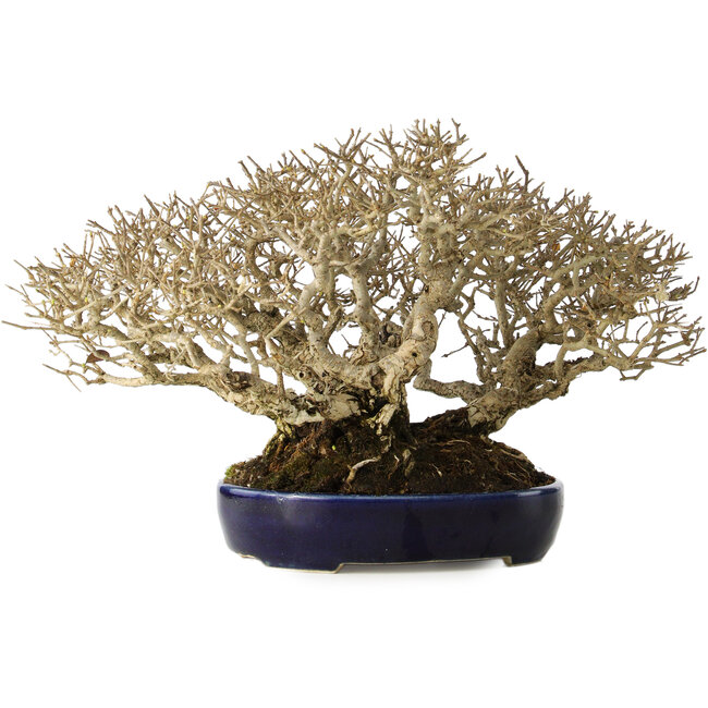 Ligustrum, 18 cm, ± 30 jaar oud, in een handgemaakte Japanse pot en met een uitzonderlijk goede shohin-maat en vertakking