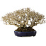 Ligustrum, 18 cm, ± 30 jaar oud, in een handgemaakte Japanse pot en met een uitzonderlijk goede shohin-maat en vertakking