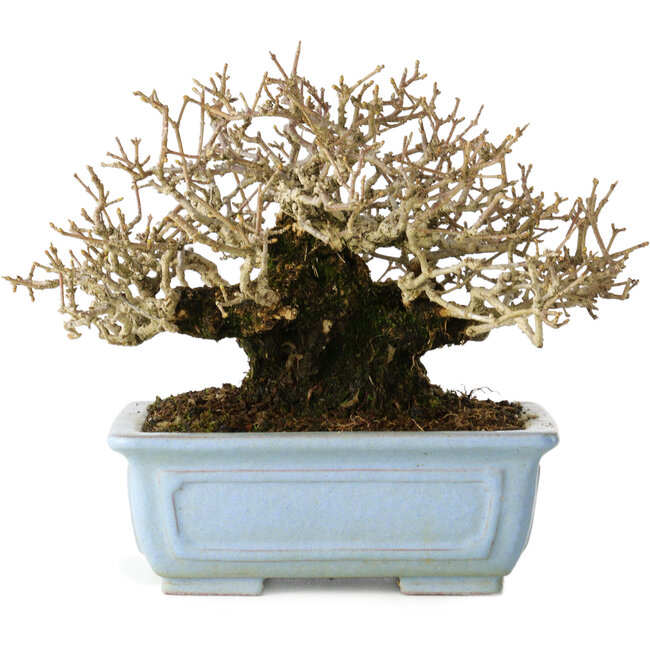 Ligustrum, 12 cm, ± 20 jaar oud, met goede bast