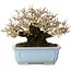 Ligustrum, 12 cm, ± 20 years old, with good bark
