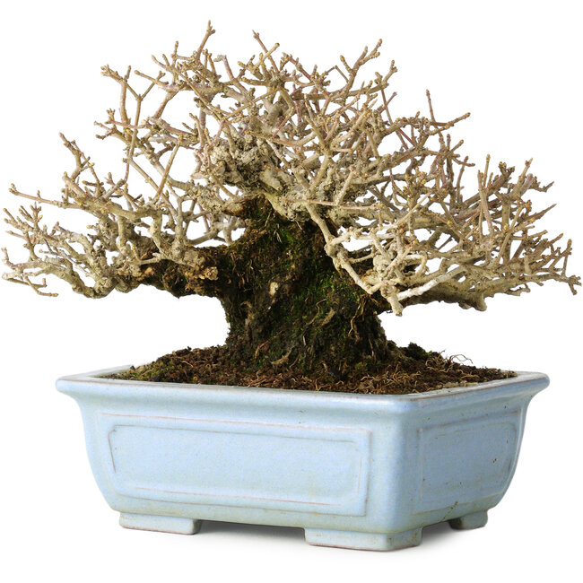 Ligustrum, 12 cm, ± 20 Jahre alt, mit guter Rinde