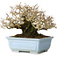 Ligustrum, 12 cm, ± 20 years old, with good bark