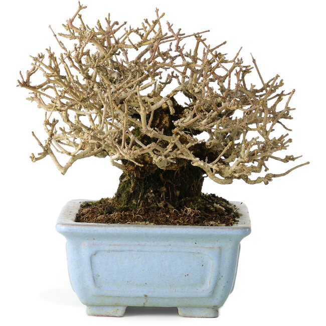 Ligustrum, 12 cm, ± 20 ans, avec une bonne écorce