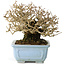 Ligustrum, 12 cm, ± 20 jaar oud, met goede bast