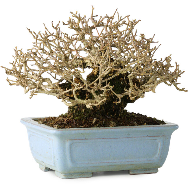 Ligustrum, 12 cm, ± 20 Jahre alt, mit guter Rinde