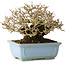 Ligustrum, 12 cm, ± 20 jaar oud, met goede bast