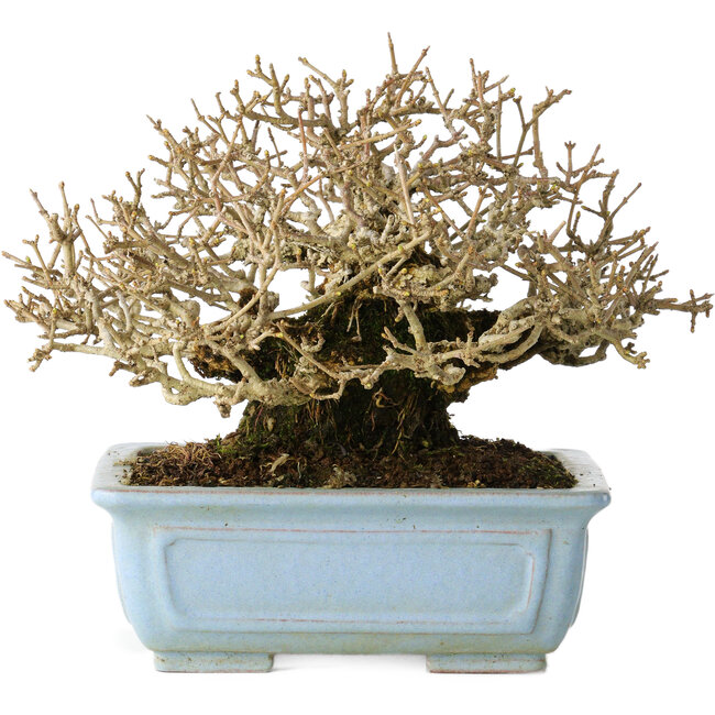 Ligustrum, 12 cm, ± 20 Jahre alt, mit guter Rinde