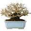 Ligustrum, 12 cm, ± 20 jaar oud, met goede bast