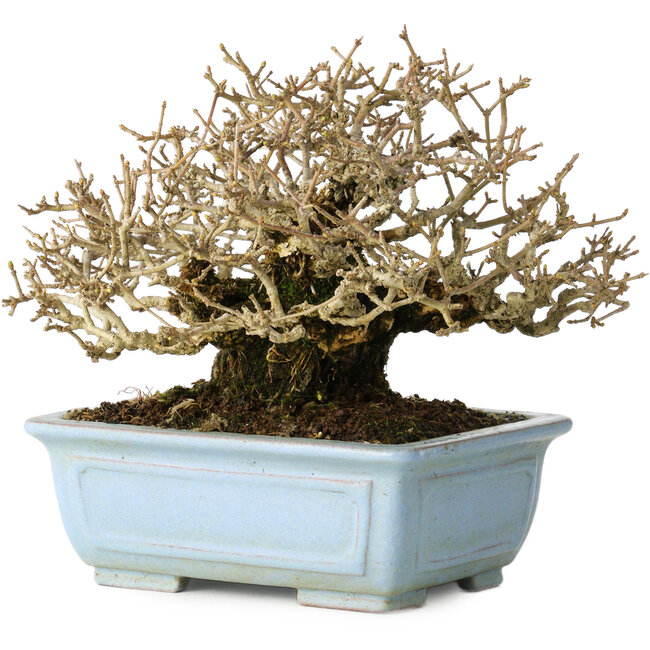 Ligustrum, 12 cm, ± 20 years old, with good bark