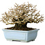 Ligustrum, 12 cm, ± 20 jaar oud, met goede bast