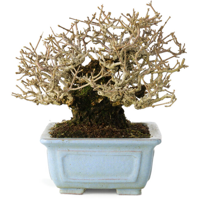 Ligustrum, 12 cm, ± 20 Jahre alt, mit guter Rinde