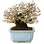 Ligustrum, 12 cm, ± 20 jaar oud, met goede bast