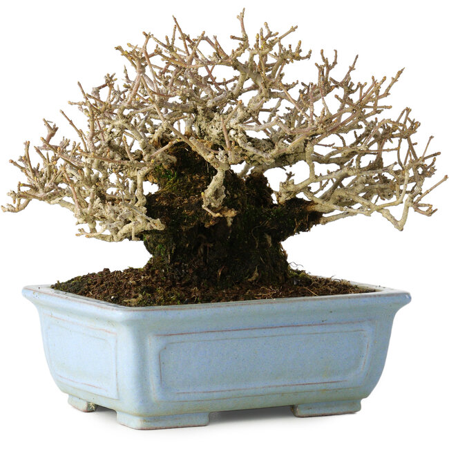 Ligustrum, 12 cm, ± 20 years old, with good bark