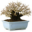 Ligustrum, 12 cm, ± 20 jaar oud, met goede bast