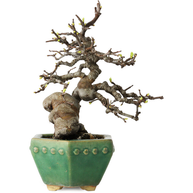 Pseudocydonia sinensis, 23 cm, ± 15 jaar oud