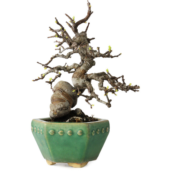 Pseudocydonia sinensis, 23 cm, ± 15 years old