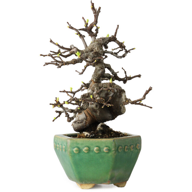 Pseudocydonia sinensis, 23 cm, ± 15 anni