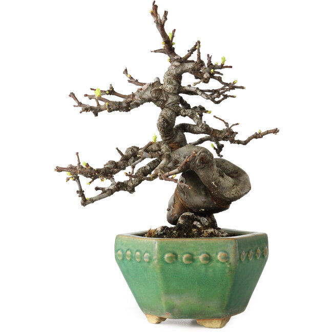 Pseudocydonia sinensis, 23 cm, ± 15 jaar oud