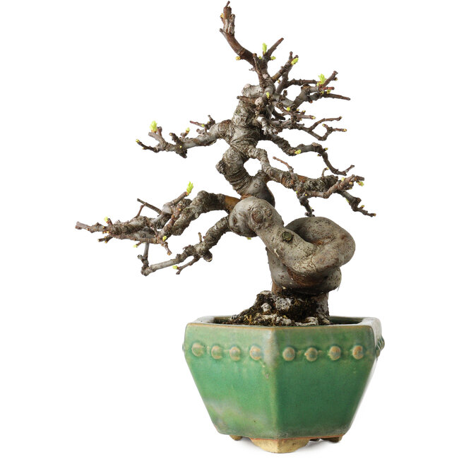 Pseudocydonia sinensis, 23 cm, ± 15 Jahre alt