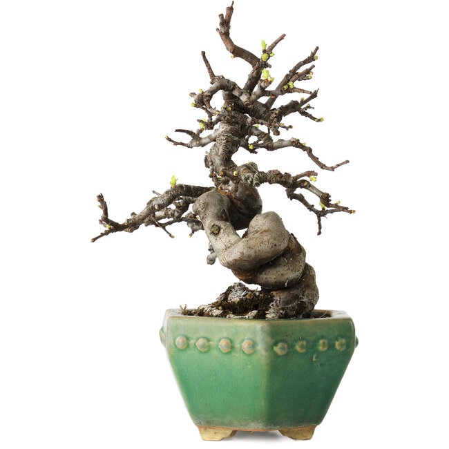 Pseudocydonia sinensis, 23 cm, ± 15 Jahre alt