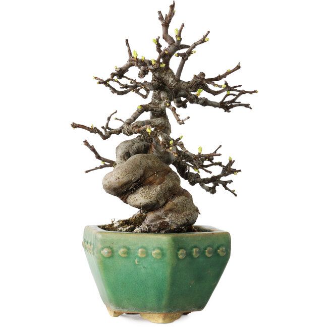 Pseudocydonia sinensis, 23 cm, ± 15 jaar oud