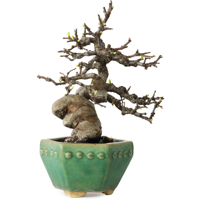 Pseudocydonia sinensis, 23 cm, ± 15 years old