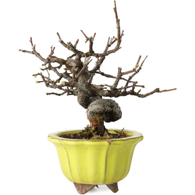 Pseudocydonia sinensis, 12 cm, ± 15 Jahre alt