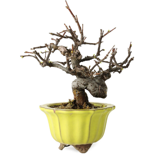 Pseudocydonia sinensis, 12 cm, ± 15 ans