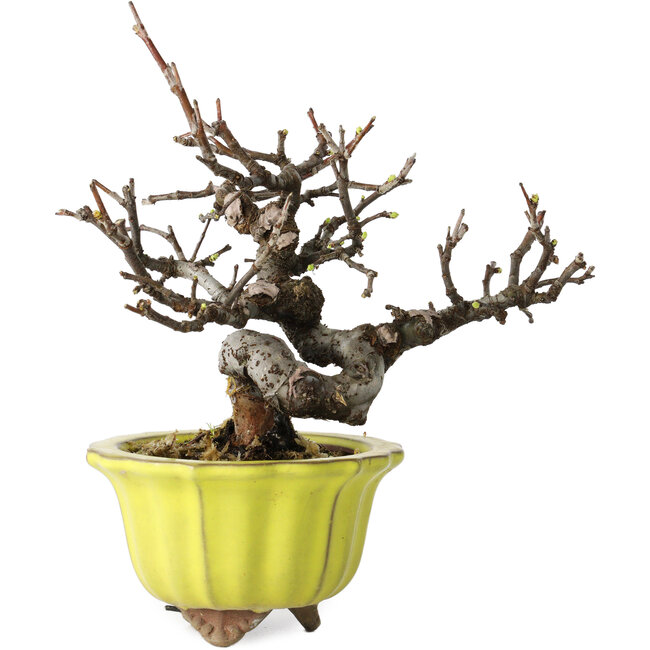 Pseudocydonia sinensis, 12 cm, ± 15 ans