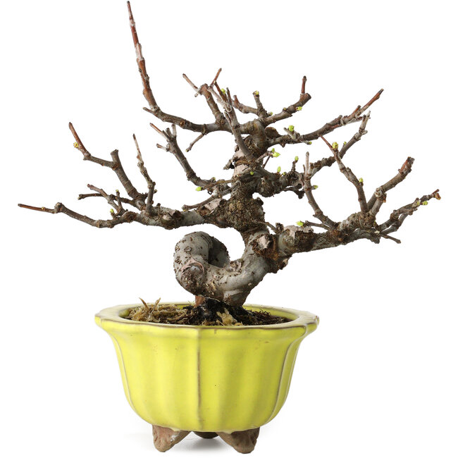 Pseudocydonia sinensis, 12 cm, ± 15 Jahre alt