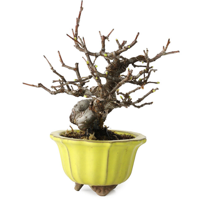 Pseudocydonia sinensis, 12 cm, ± 15 Jahre alt