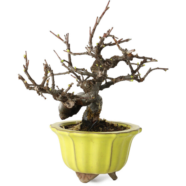 Pseudocydonia sinensis, 12 cm, ± 15 anni