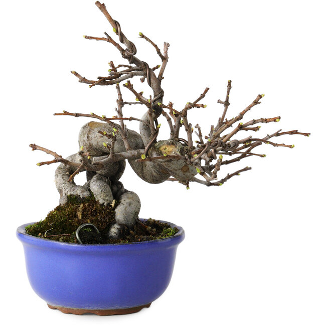 Pseudocydonia sinensis, 15,5 cm, ± 15 jaar oud