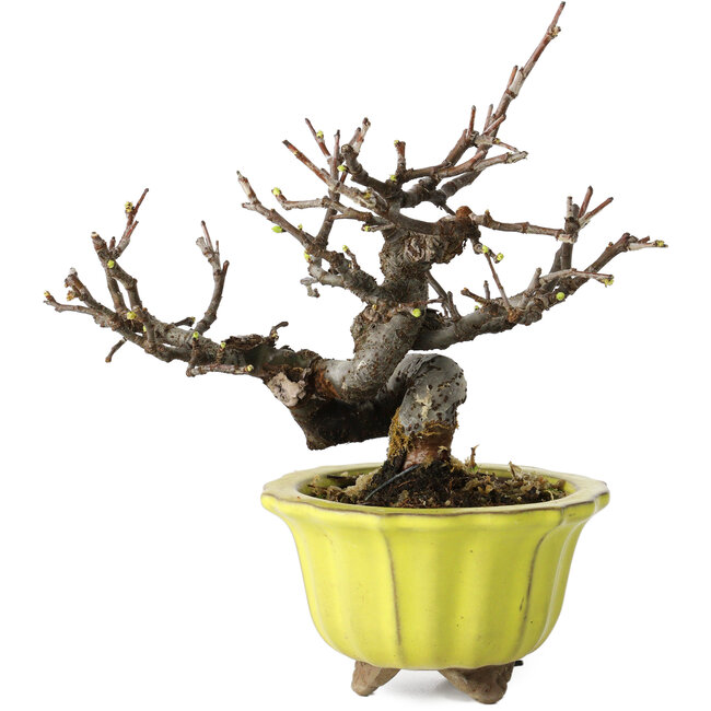 Pseudocydonia sinensis, 12 cm, ± 15 years old