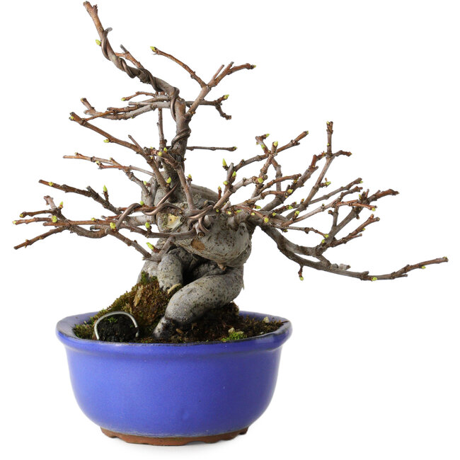 Pseudocydonia sinensis, 15,5 cm, ± 15 jaar oud