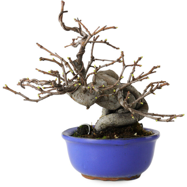 Pseudocydonia sinensis, 15,5 cm, ± 15 jaar oud