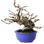 Pseudocydonia sinensis, 15,5 cm, ± 15 jaar oud