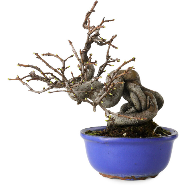 Pseudocydonia sinensis, 15,5 cm, ± 15 jaar oud